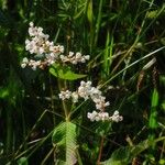 Koenigia campanulata Flower