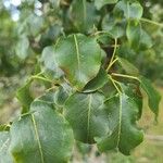 Pyrus cordata Лист