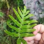 Polypodium cambricumBlad