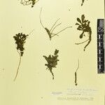 Neopicrorhiza scrophulariiflora Drugo