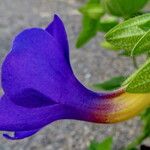 Thunbergia battiscombei Flower