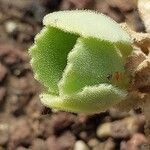 Kalanchoe citrina Lapas