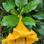 Solandra maxima Otro