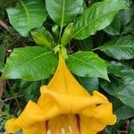 Solandra maxima Άλλα