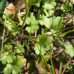 Saxifraga granulata 葉