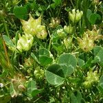 Trifolium fucatum Natur