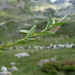 Veronica fruticans Foglia