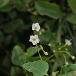 Commicarpus plumbagineus Blatt
