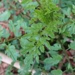 Cardamine impatiens Folla