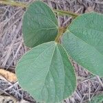 Calopogonium mucunoides Blad