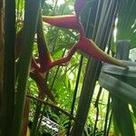 Heliconia × rauliniana