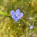 Orthrosanthus chimboracensis Floare