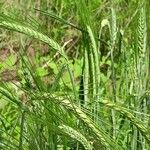 Hordeum vulgare Hábito