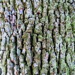 Quercus ilex Bark