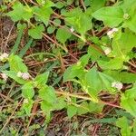 Persicaria nepalensis Žiedas