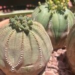 Euphorbia obesa Fuelha