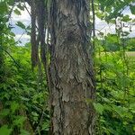 Pinus echinata Bark