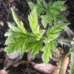 Echinops exaltatus Leaf