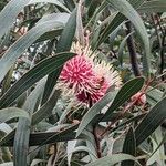 Hakea laurina Φύλλο