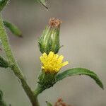 Dittrichia graveolens Λουλούδι