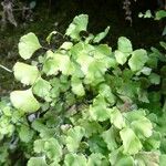 Adiantum capillus-veneris Hoja