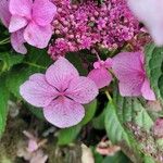 Hydrangea serrata Кветка