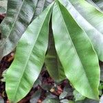 Rhabdophyllum welwitschii Leaf