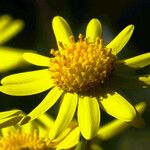 Senecio squalidus Blüte