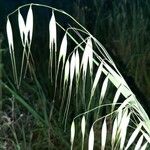 Avena barbata Fruit