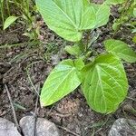 Passiflora ligularis Leaf