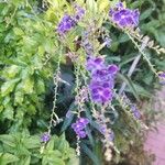 Duranta serratifolia Flower