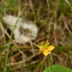 Ranunculus thora Çiçek