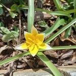 Tulipa sylvestrisFlower