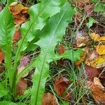 Taraxacum venustum Leaf
