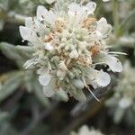 Teucrium dunense Blüte