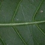 Rudgea cornifolia Leaf