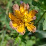 Trollius chinensis പുഷ്പം