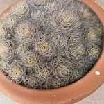 Mammillaria decipiens Foglia