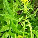 Sisymbrium irio Flower