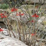 Erythrina flabelliformis Хабит