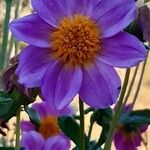 Dahlia merckii Flower