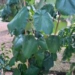 Pterospermum acerifolium Hoja
