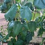 Pterospermum acerifolium Blad