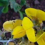 Crotalaria emarginella Flor
