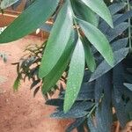 Agathis ovata Leaf
