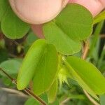 Chamaecrista rotundifolia 葉