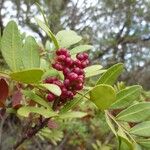 Pistacia lentiscusFruto