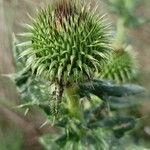 Cirsium serrulatum