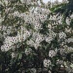 Rhododendron crinigerum आदत