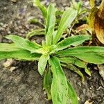 Dianthus barbatus Levél